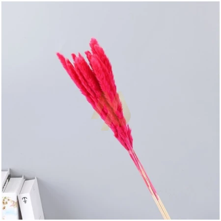 Bloom Pampas – Vibrant Dried Grass