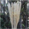 Natural Dried Grass